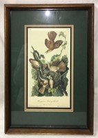 J. J. Audubon Print, Ferruginous Mocking Bird