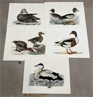 Waterfowl Ducks Artwork Prints