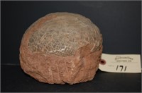 Fossilized Dinosaur Egg