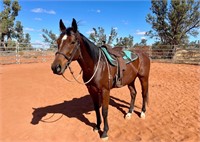 (SA) BULL MARKET - THOROUGHBRED GELDING