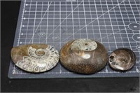 3 fossil ammonites  Morocco