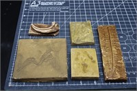 Manmade Molds Of Cretaceous Fossils