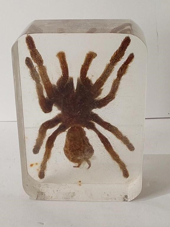 Vintage Tarantula Encased Resin/Lucie  S16A