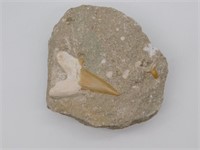 SHARK TOOTH IN MATRIX