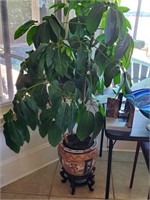 Live Umbrella Tree with Planter