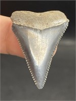 Shark, Fossil, Natural, Collectible, Specimen, Too