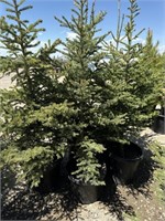 5 - 6'  - 7' Spruce Trees - Each - Vulcan Lot