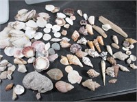 Awesome Lot of Sea Shells
