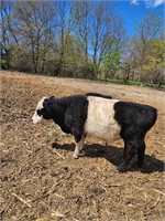 Jimbo is a 4 1/2 year old Belted bull