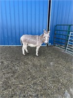 Mini Sorrel Jack Donkey