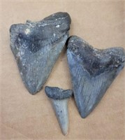 2 PC MEGALODON TOOTH, SHARK TOOTH