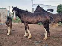 (NSW) CURLY - CLYDESDALE X  COLT