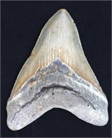 4.80" Megalodon Shark Tooth Fossil