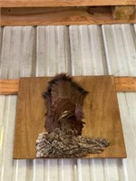 Mounted Feathers