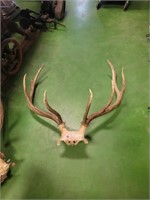 Elk Skull Plate 5x4