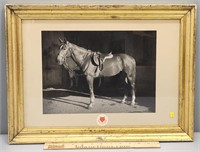 Horse Photograph Framed