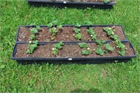 2 TRAYS OF ALBION EVERBEARING STRAWBERRY PLANTS