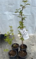 Red Raspberry starts- 4 plants