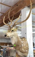 Texas Axis deer mount