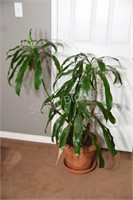 Real Indoor Tropical Plant