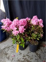 Two pink rhododendrons