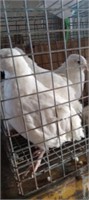 White quail