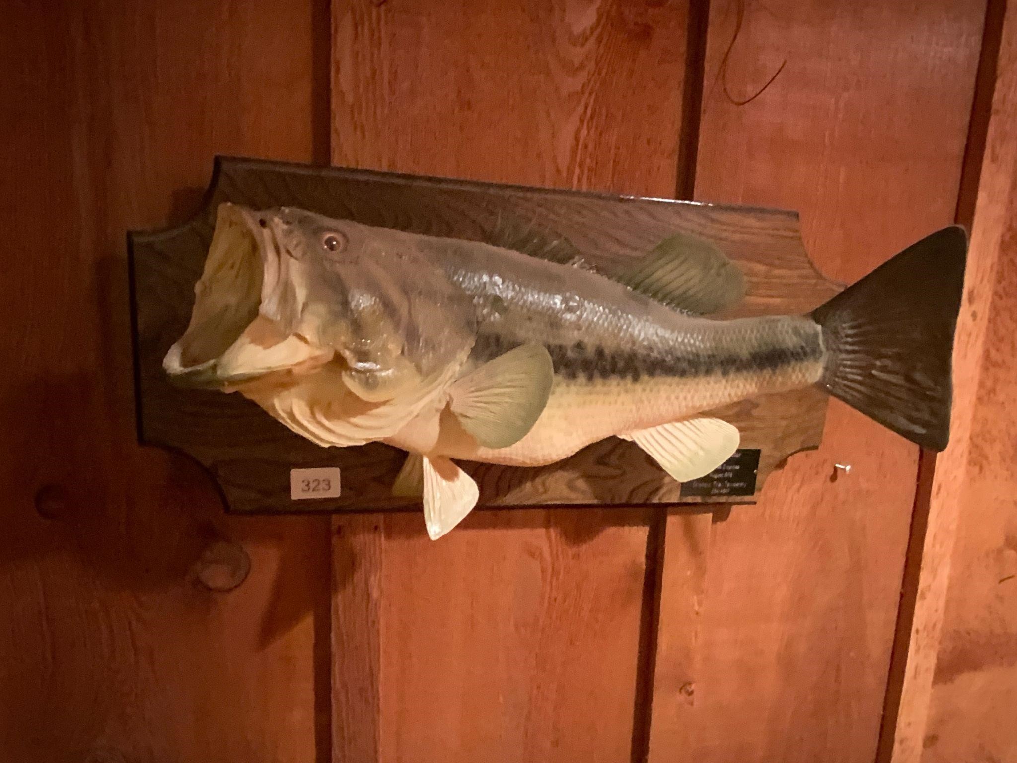 Taxidermy Bass 6lb 2oz Mounted