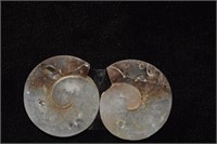 Two-Piece 80.85ctw Fossil Snail Slices