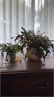Two Christmas cactus live plants
