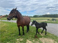 Molley - 8yo Bay Belgian/QH Mare