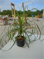 Small Ponytail Palm