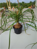 Small Ponytail Palm