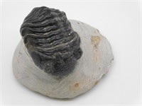 TRILOBITE IN MATRIX ROCK STONE LAPIDARY SPECIMEN