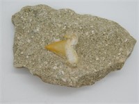 SHARK TOOTH IN MATRIX ROCK STONE LAPIDARY SPECIMEN