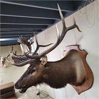 Elk Mount