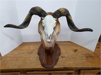 A- MOUNTED RAM SKULL AND HORNS
