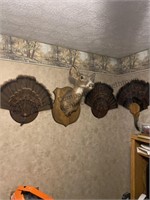Taxidermy items, deer head, and three turkey tail