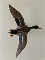 Full duck flying mount