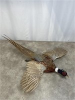 Full body flying pheasant mount