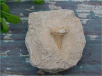 SHARK TOOTH IN MATRIX ROCK STONE LAPIDARY SPECIMEN