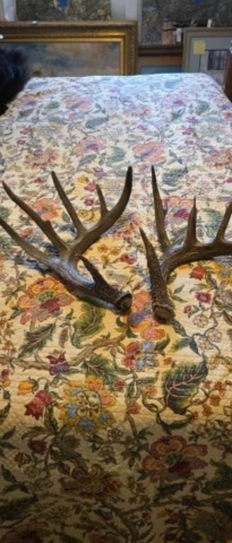 Twelve point deer antlers