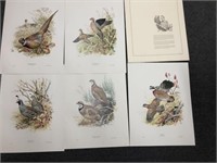 Lot of Five Large  Illustrations of Fowl
