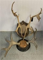 Mounted Antlers- Lot of 2