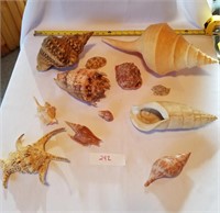 12 Pieces Cones/Conches Seashells