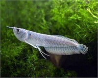 Silver Arowana fish approx. 5.5 - 6 inch Long