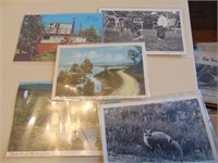 5 Algonquin Park Post Cards