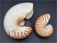 Pair Of Nautilus Shells
