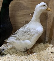 Hen-White Pekin Duck-2023 hatch, laying