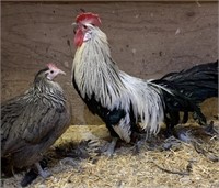 Pair-Ohiki Chickens-Proven breeders,laying