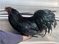 Rooster-Sumatra Chicken-Show Quality